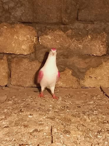 drakon goyərcin: Salam qizgin erkeydi sebek quyrugdu — 4