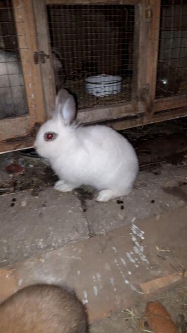 Mercedes-Benz: Karlik nov dovwanlar — 4