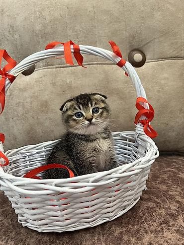 sabuncu heyvan bazari: Qızıl şinşilla, Dişi — 2