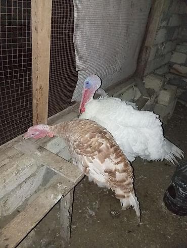 hindquşu: Erkək, Damazlıq, Ödənişli çatdırılma — 3