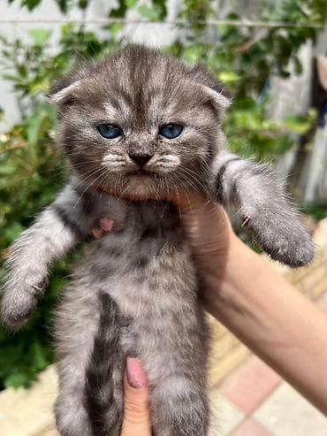 pişik tap az: Şotland — 3