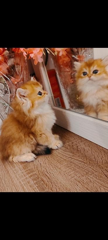 Pişiklər: Qızıl şinşilla, Erkək, Dişi, Pulsuz çatdırılma — 4