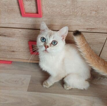 pişik blender: Şotland, Dişi, Yaxşı əllərə, Ünvandan götürmə — 5