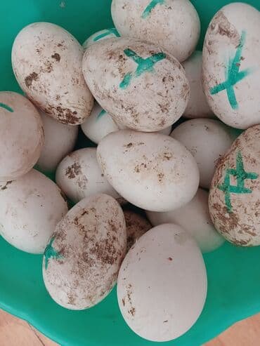 cuce dami: Qaz cücələri, Ətlik, Pulsuz çatdırılma, Ünvandan götürmə — 1