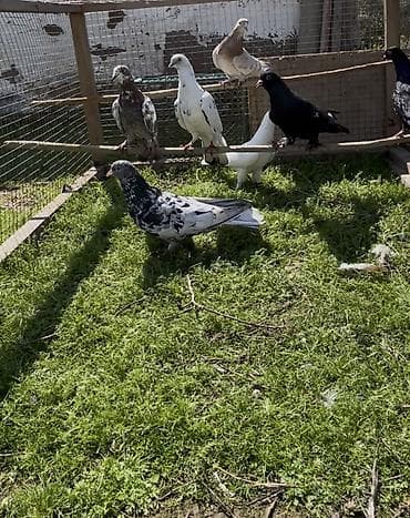 Quşlar: Göyerçinler satılır — 4