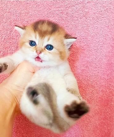 Britan, Erkək, Dişi, Yaxşı əllərə, Ünvandan götürmə