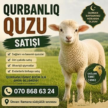 lalafo goyercin satisi: 28-40 kq aralığında diri çəkisi olan, qurbanlığa yararlı erkən quzular — 1