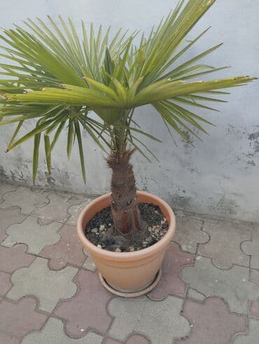qar gülü: Qablarda palma ağacları - Növ: Dekorativ palma (yelpikvari yarpaqlı — 4