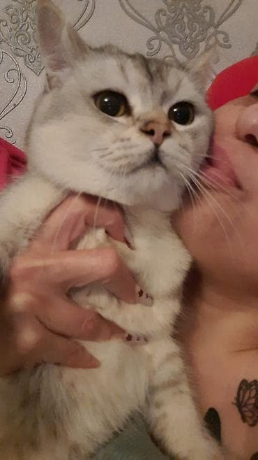 pisi: Şinşilla, Erkək, Cütləşmə üçün, Ünvandan götürmə — 2