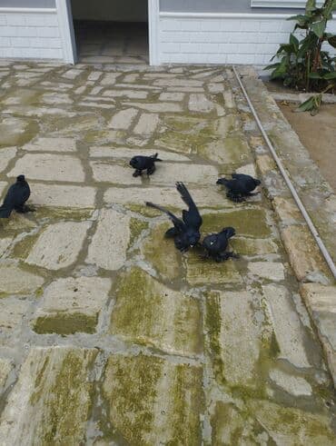 heyvanlara verilen xususi adlar: Qara paşalı göyərçinlər (ayaqları tüklü) - Rəng: tam qara, parlaq — 3