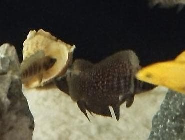 Balıqlar: Cixlid balığı — 4