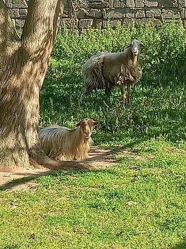 qala qoyun cinsi: Satış üçün xırdabuynuzlu heyvanlar paketi - Növ: Qoyun və keçilər — 4