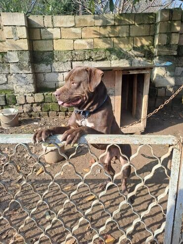 heyrati yumurtasi satilir: Sortu Anası canecorsa dı atası rotwiller di itə narmalni qulluğ olunur — 1