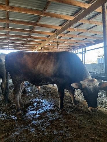 Super sort erkək danadı 1 yaşını təzə keçib anası südlü inəkdi deyə lalafo.az -da Super sort erkək danadı 1 yaşını təzə keçib anası südlü inəkdi deyə