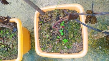 cehizlik sufreler instagram: Sorta Pion (Peony) – iki rəngli, iri, ətirli güllər - Növ: dekorativ — 3