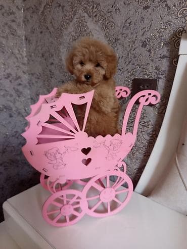 Pudel, 2 ay, Dişi — 2