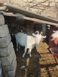 Коровы, быки: Самка, лет: 2, Для молока — 4