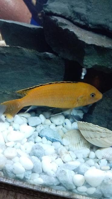 gencede it satisi: Limon fayfiş multikalor ləpart — 3