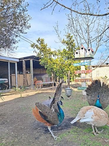 tovuz quslari: Məhsul: Tovuz quşları Xoruzlar satılır 11 aylıqdılar 1.2 aya tam — 1