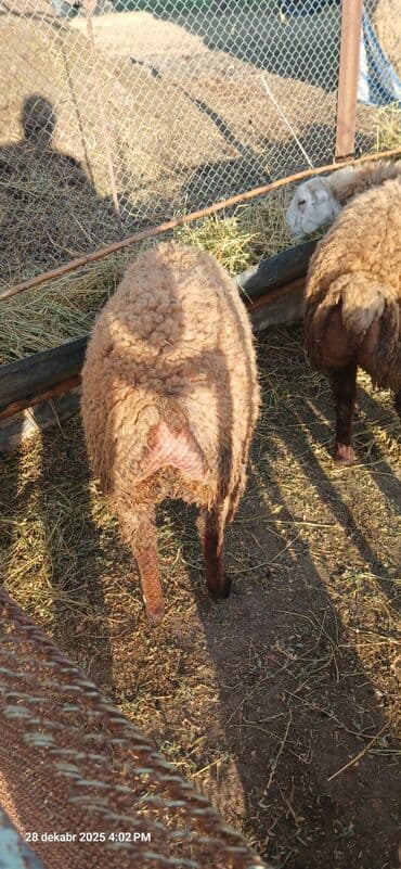 Qoyunlar, qoçlar: Erkək, il: 1, 28 kq, Ətlik, Ünvandan götürmə — 2