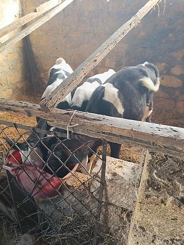 kök dana: Salam buzovlari satiram 2 si erkey 1 ri disi tam saglam heyvanlardi — 5