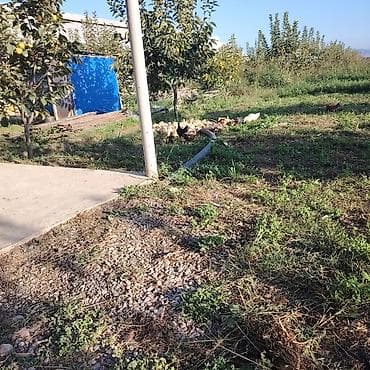 iri buynuzlu: ELANI DİQQƏTLİ OXUYUN Ferma işi axtarıram 1200 olsa yaxşı olar maisi — 2