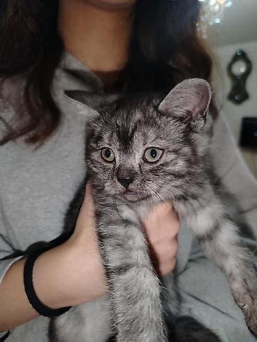 Digər heyvanlar: Britan — 4