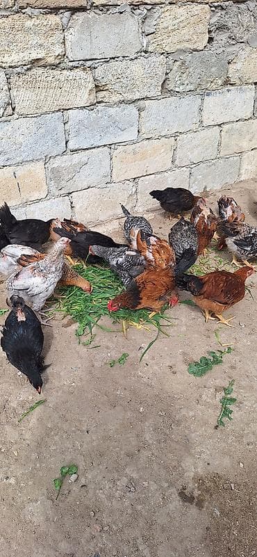 fireng toyuqu: Toyuq, Yumurtalıq, Ödənişli çatdırılma — 7