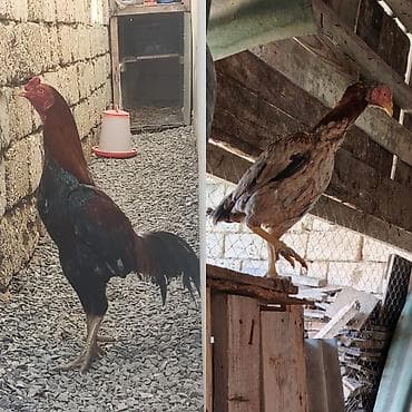 Зоотовары: Курица, Для разведения — 1