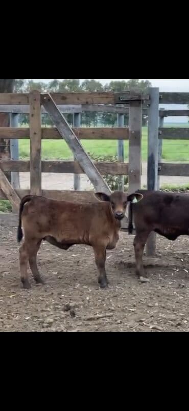 at və eşşəyin cütləşməsi: Məhsul: Qara və tünd qəhvəyi rəngli buzovlar (ətlik tip) Təsvir: - — 3