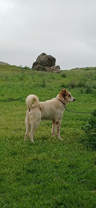 kaski itleri: Qurdbasar, 1 il, Erkek, Peyvəndli, Pulsuz çatdırılma — 1