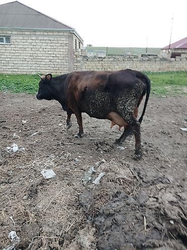 inək südsağan aparat: Süd inəyi – yerli qarışıq cins - Rəngi: tünd qəhvəyi-qara - Yaş: orta — 2