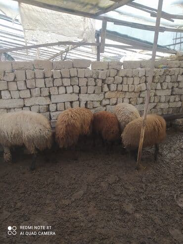 qoyun sortları: 5 dənə Qala qoçları satılır damazlıq üçün superdi 3 ü ana qoçdu 2 si — 3