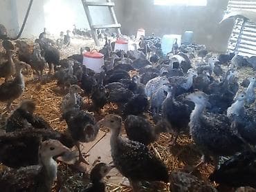 kreditle heyvan satisi: ​1 aylıq sağlam hinduşka balaları satılır! ​Cinslər: Şimali Amerikanın — 3