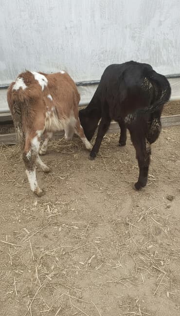 Erkək smental və dişi Oberman avqusu Cütü 2500 .2ay yarımlıq ot və