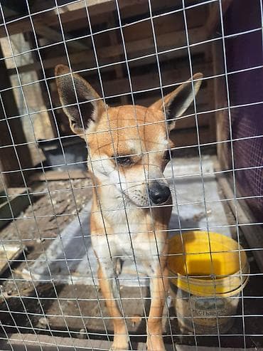 Digər heyvanlar: Çixuahua, 2 ay, Erkek, Peyvəndli, Ünvandan götürmə — 5