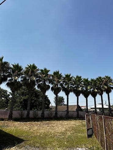 zolotoy us bitkisi: Satılır: Yetkin Washingtonia robusta (Fan palmaları) – 11 ədəd — 1