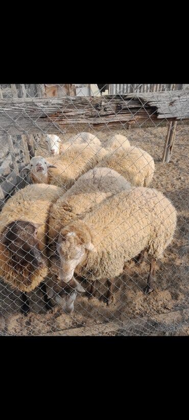 sabuncu toyuq bazarı: Qoyun sürüsü – ət və yun istiqamətli - Şəkillərdə çəpərli həyət — 1