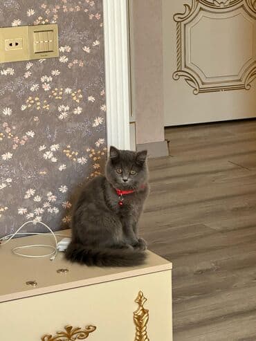 sotlant pisiyi: Boz tüklü, uzun tüklü ev pişiyi - Rəng: tünd boz (monoxrom), yumşaq və — 4