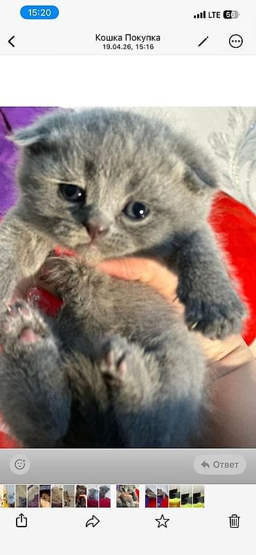 pişik cutləşdirilir: Şotland — 4