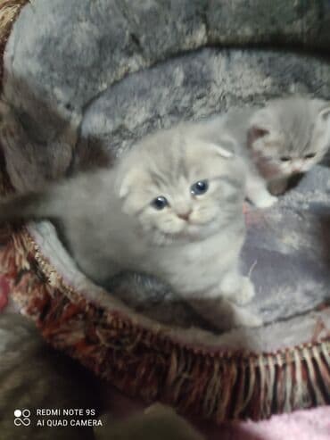 Bıçaqlar: Şotland, Erkək, Dişi, Ünvandan götürmə — 4