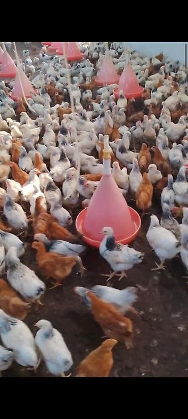 yerli inekler: MASAZIR 2 AY TAM SAĞLAM DAMAZLİQ ✅ 0️⃣ 5️⃣ 5️⃣ -7️⃣7️⃣8️⃣-0️⃣9️⃣-8️⃣ — 4