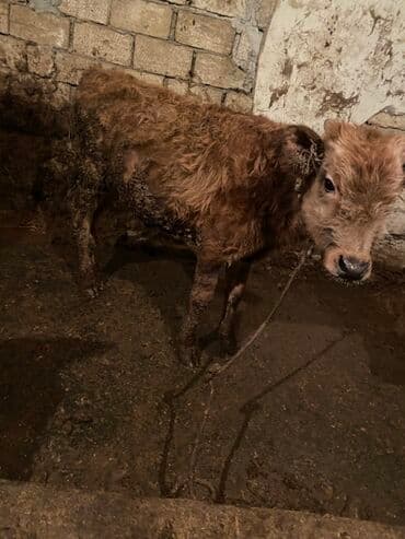 Аккумуляторы: 6 ayliq erkey dana kepey corey yonca verilir içeri malidi — 1