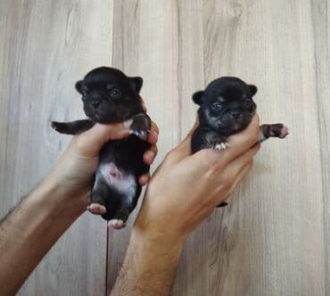 сколько стоит собака чихуахуа: Çixuahua, 1 ay, Peyvəndli — 6