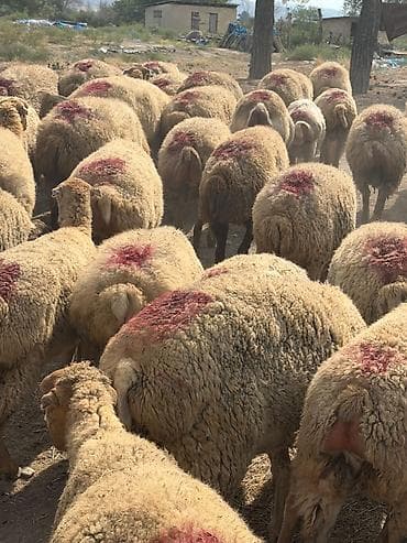 toyuq ucuz qiymete: 78 baş qoyun 1 qoç hamısı cavan boğaz heyvanlardır 1,2,3 qadındı — 3