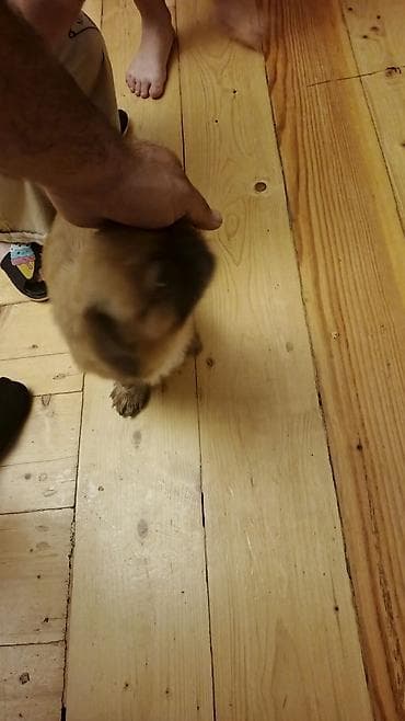 Pekines, 1 il, Dişi, Ünvandan götürmə