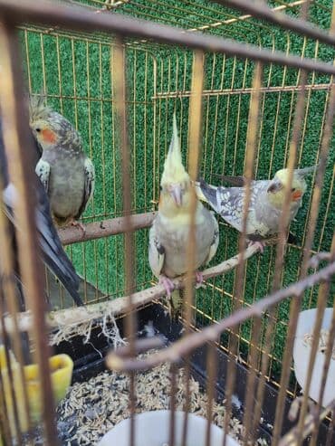 dovşan qəfəsi: Qəfəslər quşlar — 11