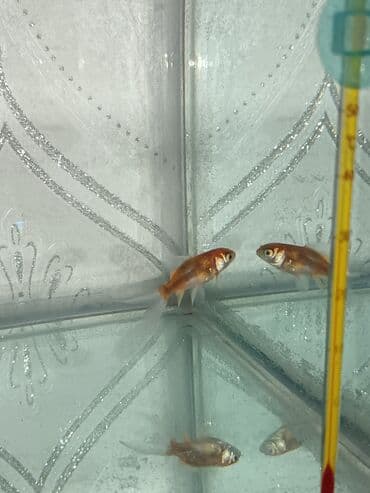 pisiye verilen adlar: Betta (Petuşok balığı), Sülhsevər — 2