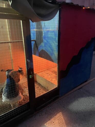 toyuq cucəsi: Qefes quslar ucun Salam. Oz el iwim olan qefesi satiram. Cox idealdi — 7