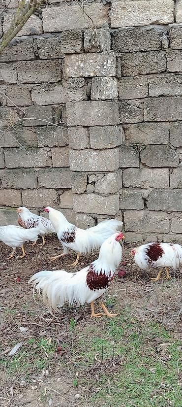 heyvan bazari itler: Toyuqlar — 5